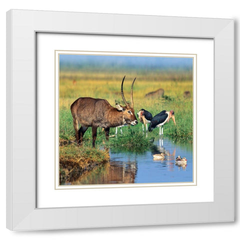 Defassa waterbuck-marabou storks-waterfowl-Kenya White Modern Wood Framed Art Print with Double Matting by Fitzharris, Tim