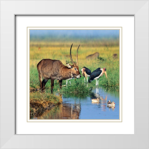 Defassa waterbuck-marabou storks-waterfowl-Kenya White Modern Wood Framed Art Print with Double Matting by Fitzharris, Tim