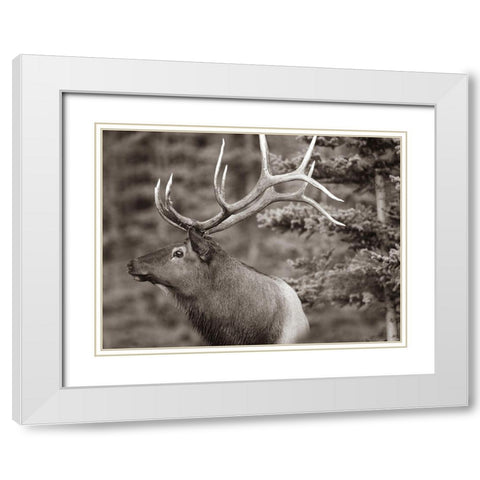 Elk Sepia White Modern Wood Framed Art Print with Double Matting by Fitzharris, Tim