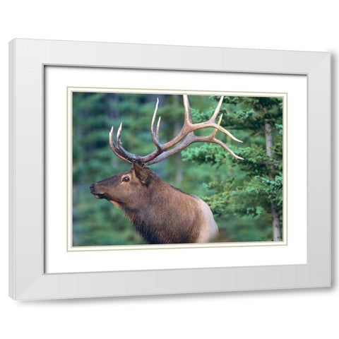 Elk White Modern Wood Framed Art Print with Double Matting by Fitzharris, Tim