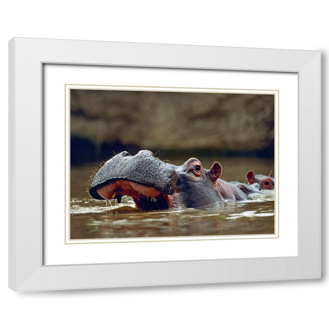 Hippopotamus-Kenya White Modern Wood Framed Art Print with Double Matting by Fitzharris, Tim