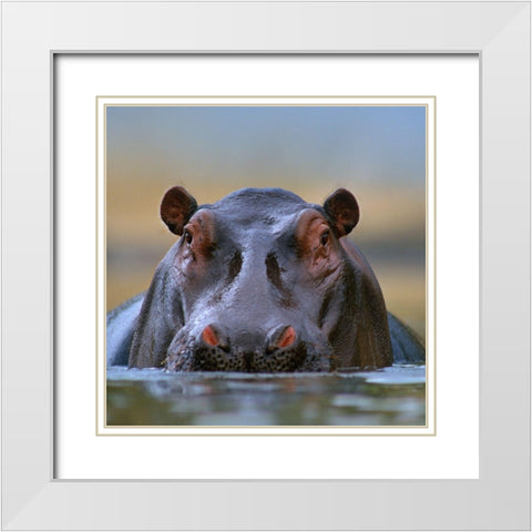Hippopotamus-Mara River-Kenya White Modern Wood Framed Art Print with Double Matting by Fitzharris, Tim