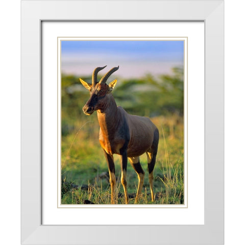 Kongoni-Kenya White Modern Wood Framed Art Print with Double Matting by Fitzharris, Tim