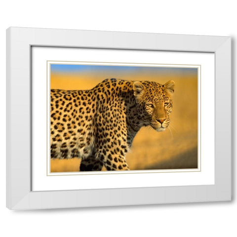 Leopard-Kenya White Modern Wood Framed Art Print with Double Matting by Fitzharris, Tim