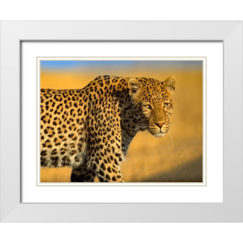 Leopard-Kenya White Modern Wood Framed Art Print with Double Matting by Fitzharris, Tim