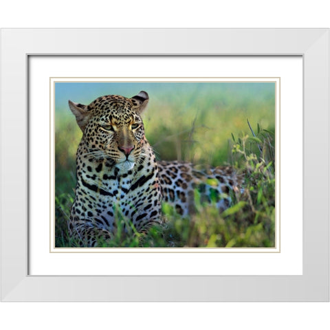 Leopard-Kenya White Modern Wood Framed Art Print with Double Matting by Fitzharris, Tim