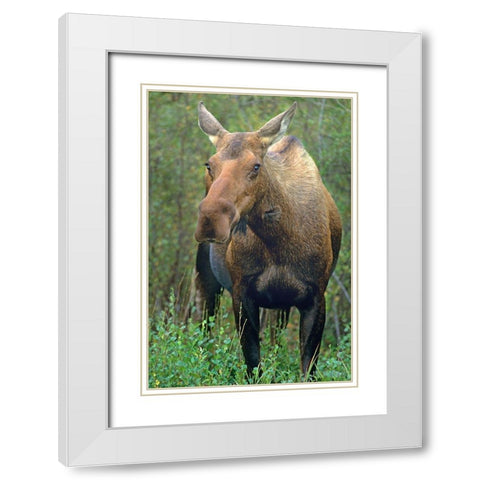 Moose White Modern Wood Framed Art Print with Double Matting by Fitzharris, Tim