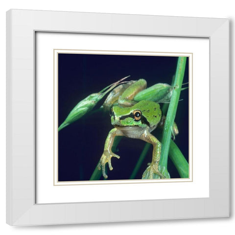Pacific tree frog White Modern Wood Framed Art Print with Double Matting by Fitzharris, Tim
