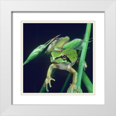 Pacific tree frog White Modern Wood Framed Art Print with Double Matting by Fitzharris, Tim