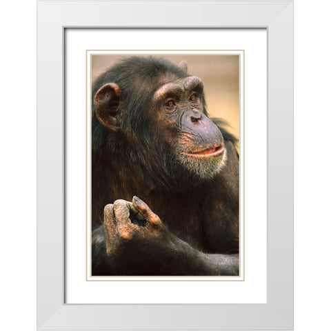 Primates White Modern Wood Framed Art Print with Double Matting by Fitzharris, Tim