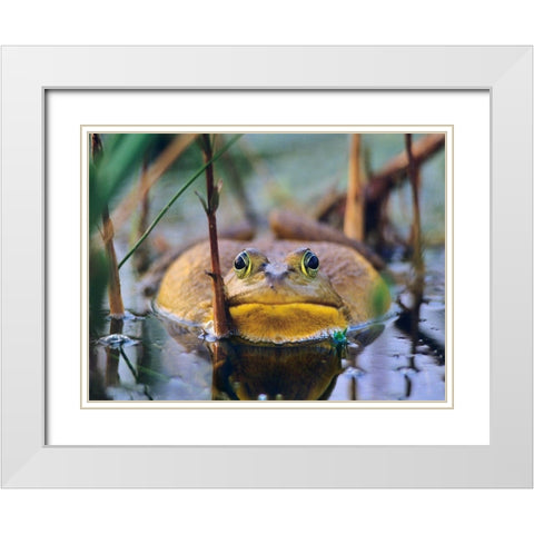 Bull Frog White Modern Wood Framed Art Print with Double Matting by Fitzharris, Tim