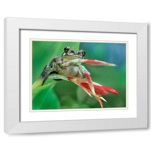 Tree frog on heleconia White Modern Wood Framed Art Print with Double Matting by Fitzharris, Tim