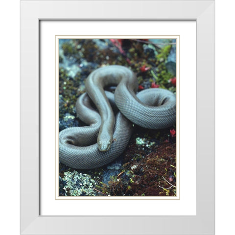 Rubber boa White Modern Wood Framed Art Print with Double Matting by Fitzharris, Tim