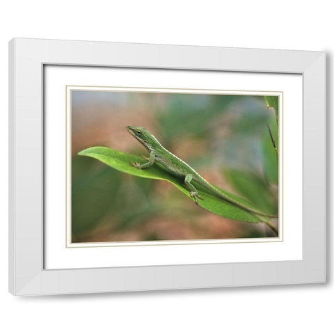 Green anole White Modern Wood Framed Art Print with Double Matting by Fitzharris, Tim