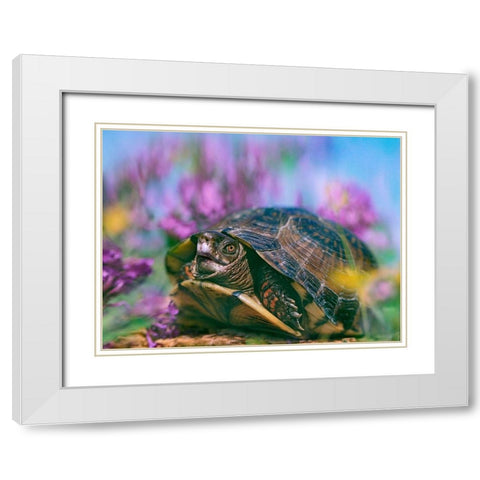 Three-toed box turtle White Modern Wood Framed Art Print with Double Matting by Fitzharris, Tim