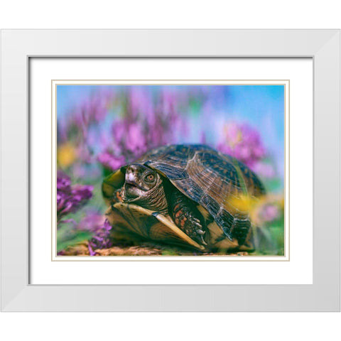 Three-toed box turtle White Modern Wood Framed Art Print with Double Matting by Fitzharris, Tim