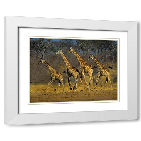 Masai giraffes running White Modern Wood Framed Art Print with Double Matting by Fitzharris, Tim
