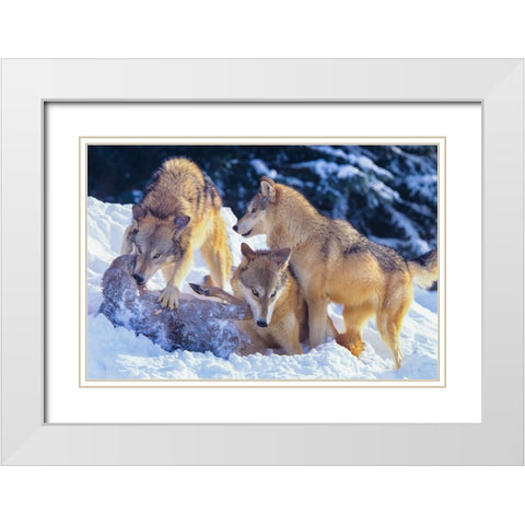 Gray wolves fighting over a deer carcass in snow White Modern Wood Framed Art Print with Double Matting by Fitzharris, Tim