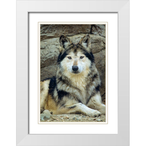 Mexican gray wolf White Modern Wood Framed Art Print with Double Matting by Fitzharris, Tim