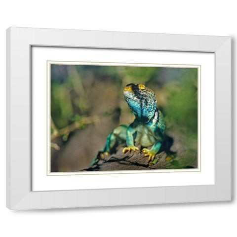 Collared Lizard White Modern Wood Framed Art Print with Double Matting by Fitzharris, Tim