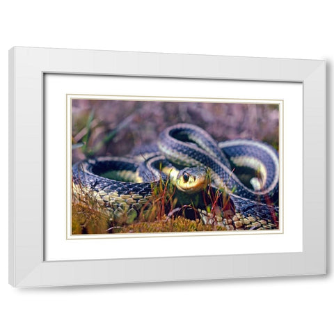 Common Garter snake White Modern Wood Framed Art Print with Double Matting by Fitzharris, Tim