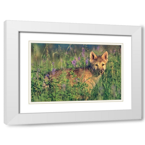 Wolf Pup White Modern Wood Framed Art Print with Double Matting by Fitzharris, Tim