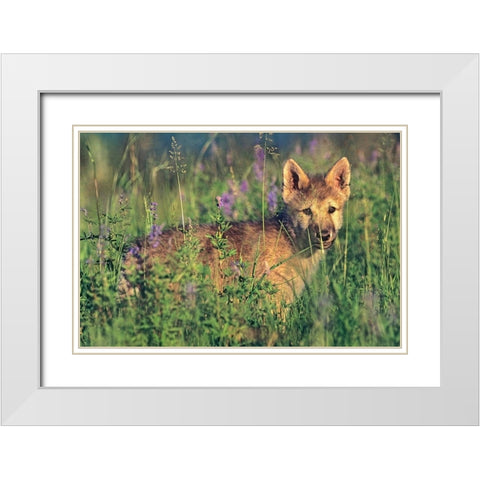 Wolf Pup White Modern Wood Framed Art Print with Double Matting by Fitzharris, Tim