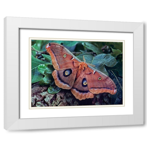 Polyphemus Moth White Modern Wood Framed Art Print with Double Matting by Fitzharris, Tim