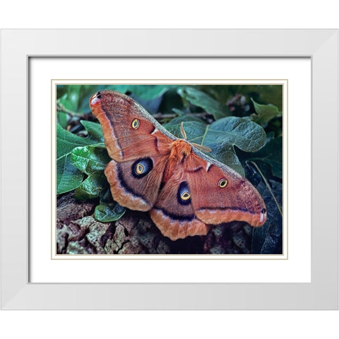 Polyphemus Moth White Modern Wood Framed Art Print with Double Matting by Fitzharris, Tim