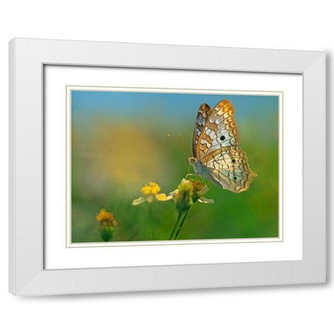 White Peacock Butterfly White Modern Wood Framed Art Print with Double Matting by Fitzharris, Tim