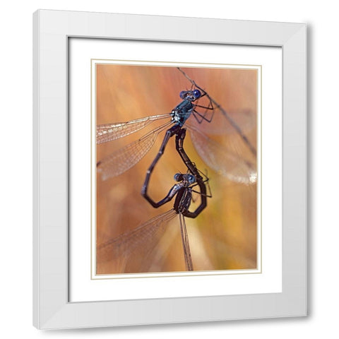 Damselflies mating White Modern Wood Framed Art Print with Double Matting by Fitzharris, Tim