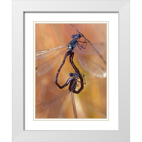 Damselflies mating White Modern Wood Framed Art Print with Double Matting by Fitzharris, Tim