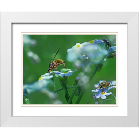 Fly on forget-me-not White Modern Wood Framed Art Print with Double Matting by Fitzharris, Tim