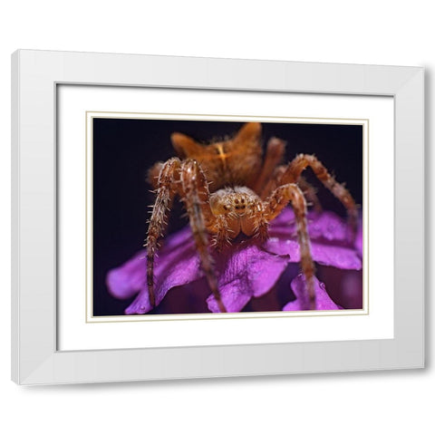 Orb weaver spider White Modern Wood Framed Art Print with Double Matting by Fitzharris, Tim