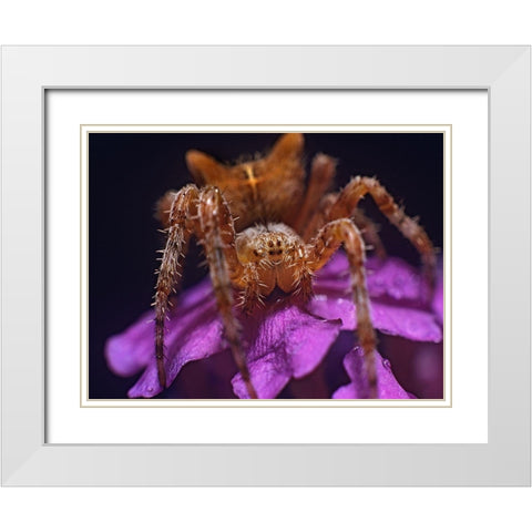 Orb weaver spider White Modern Wood Framed Art Print with Double Matting by Fitzharris, Tim