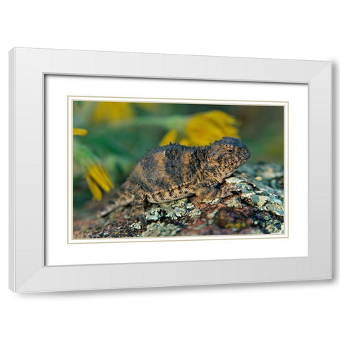 Short-horned lizard White Modern Wood Framed Art Print with Double Matting by Fitzharris, Tim