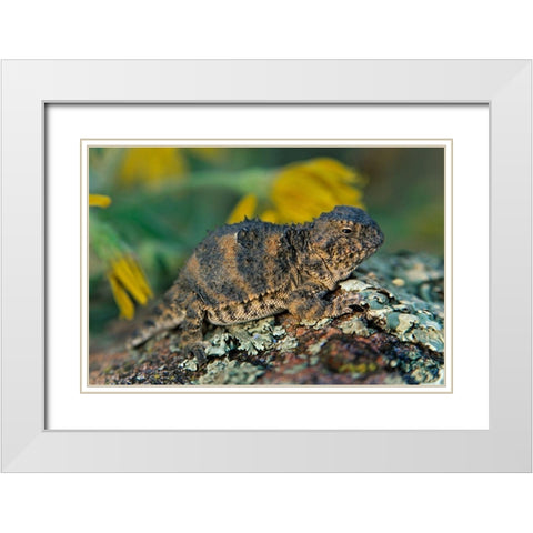 Short-horned lizard White Modern Wood Framed Art Print with Double Matting by Fitzharris, Tim