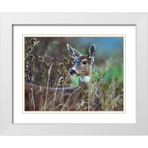 Mule Deer White Modern Wood Framed Art Print with Double Matting by Fitzharris, Tim