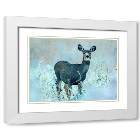 Mule Deer White Modern Wood Framed Art Print with Double Matting by Fitzharris, Tim