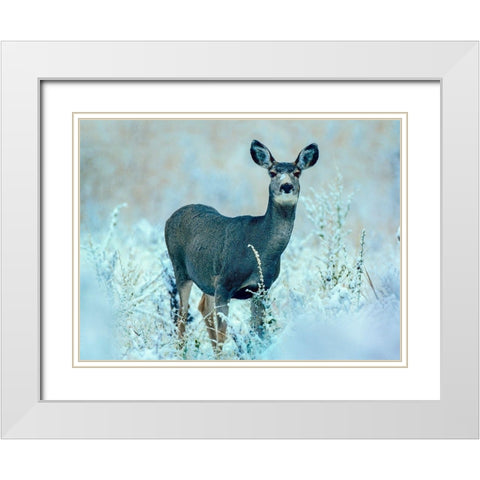 Mule Deer White Modern Wood Framed Art Print with Double Matting by Fitzharris, Tim