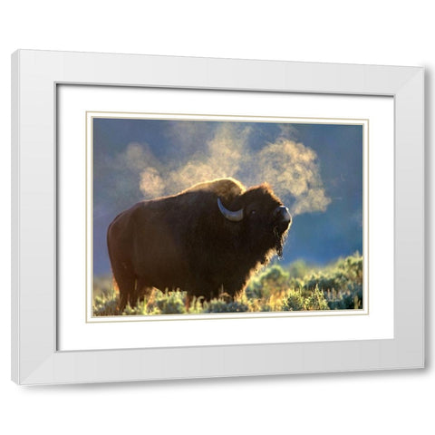 Bison White Modern Wood Framed Art Print with Double Matting by Fitzharris, Tim