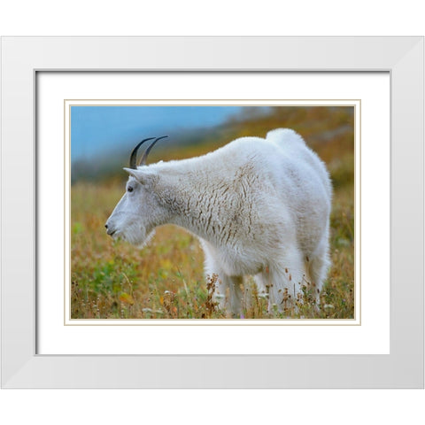 Mountain Goat White Modern Wood Framed Art Print with Double Matting by Fitzharris, Tim