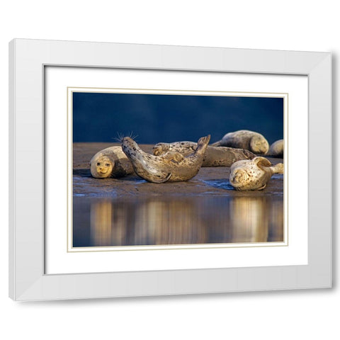 Harbor Seals White Modern Wood Framed Art Print with Double Matting by Fitzharris, Tim