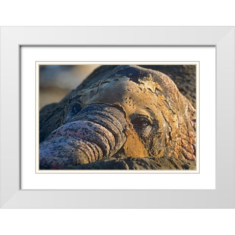 Northern elephant seal bull molting White Modern Wood Framed Art Print with Double Matting by Fitzharris, Tim