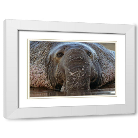 Northern Elephant Seal White Modern Wood Framed Art Print with Double Matting by Fitzharris, Tim