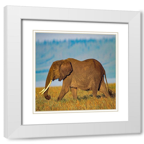 African elephant with large tusks-Kenya White Modern Wood Framed Art Print with Double Matting by Fitzharris, Tim