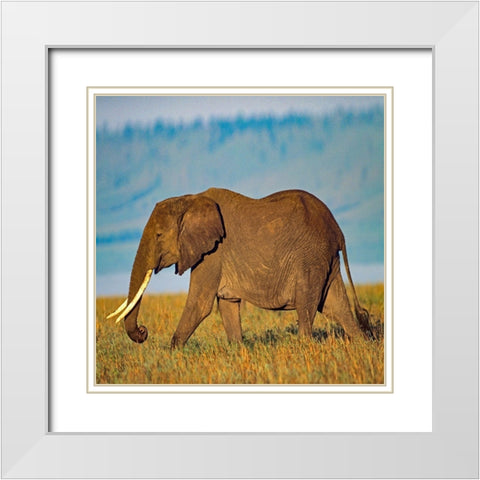 African elephant with large tusks-Kenya White Modern Wood Framed Art Print with Double Matting by Fitzharris, Tim
