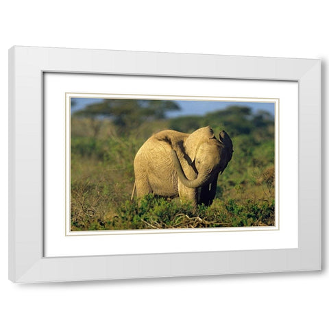 African elephant young dust bathing-Masai Mara Reserve-Kenya White Modern Wood Framed Art Print with Double Matting by Fitzharris, Tim