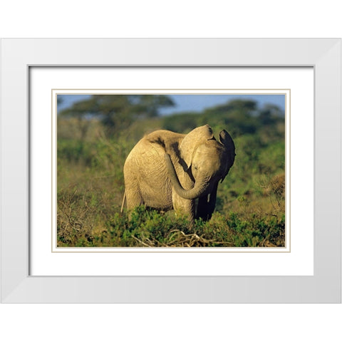 African elephant young dust bathing-Masai Mara Reserve-Kenya White Modern Wood Framed Art Print with Double Matting by Fitzharris, Tim