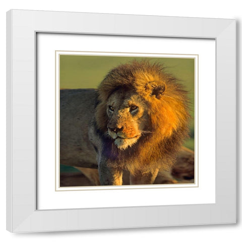 African Lion White Modern Wood Framed Art Print with Double Matting by Fitzharris, Tim